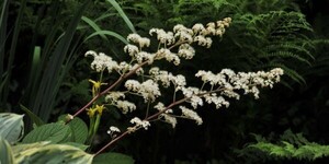 arboretum-kalmthout arboretum-kalmthout